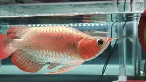 Pemerintah Perketat Perdagangan Ikan Arwana Kalimantan Barat