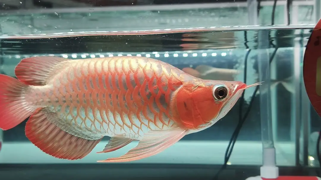 Ikan arwana salah satu kekayaan hayati Kalimantan Barat. (Sumber: Bagi Kabar)