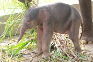 “Rut”, Bayi Gajah Sumatera Lahir di Lampung